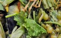 Despilfarro en la cadena alimentaria | Un tercio de los alimentos van a la basura